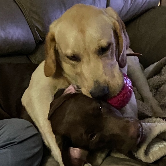 Meet your Posher, Grace - Picture 1 of 1